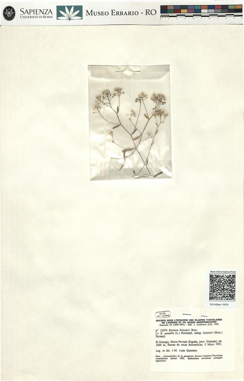 Kernera boissieri Reut. -  RO-HSepv 15074 photo