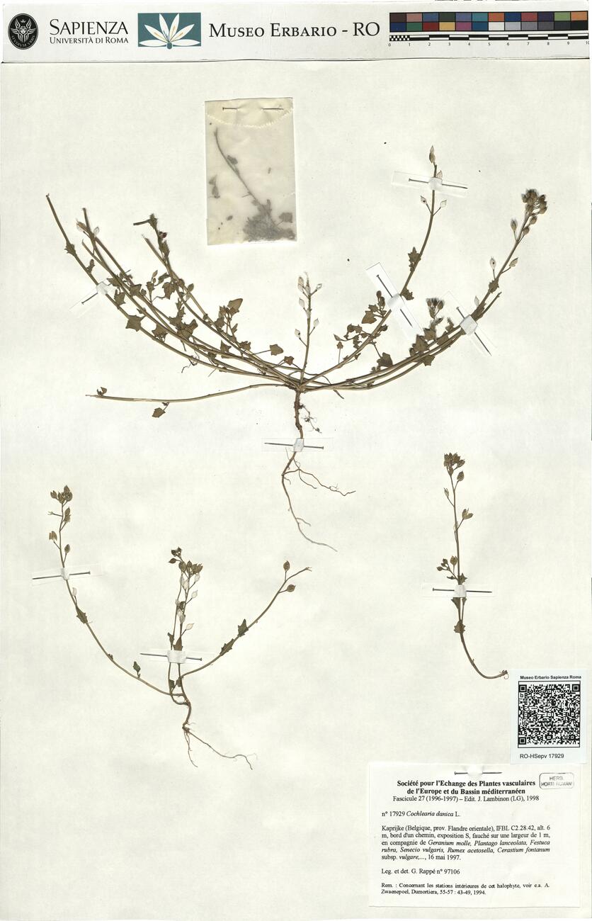 Cochlearia danica L.  -  RO-HSepv 17929 photo
