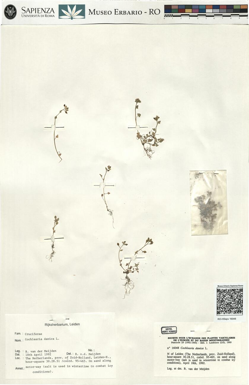 Cochlearia danica L.  -  RO-HSepv 16048 photo