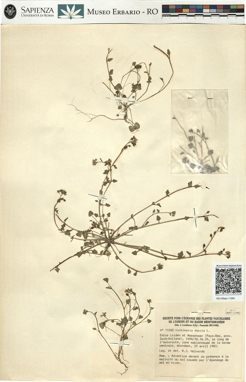 Cochlearia danica L.  -  RO-HSepv 11260 photo