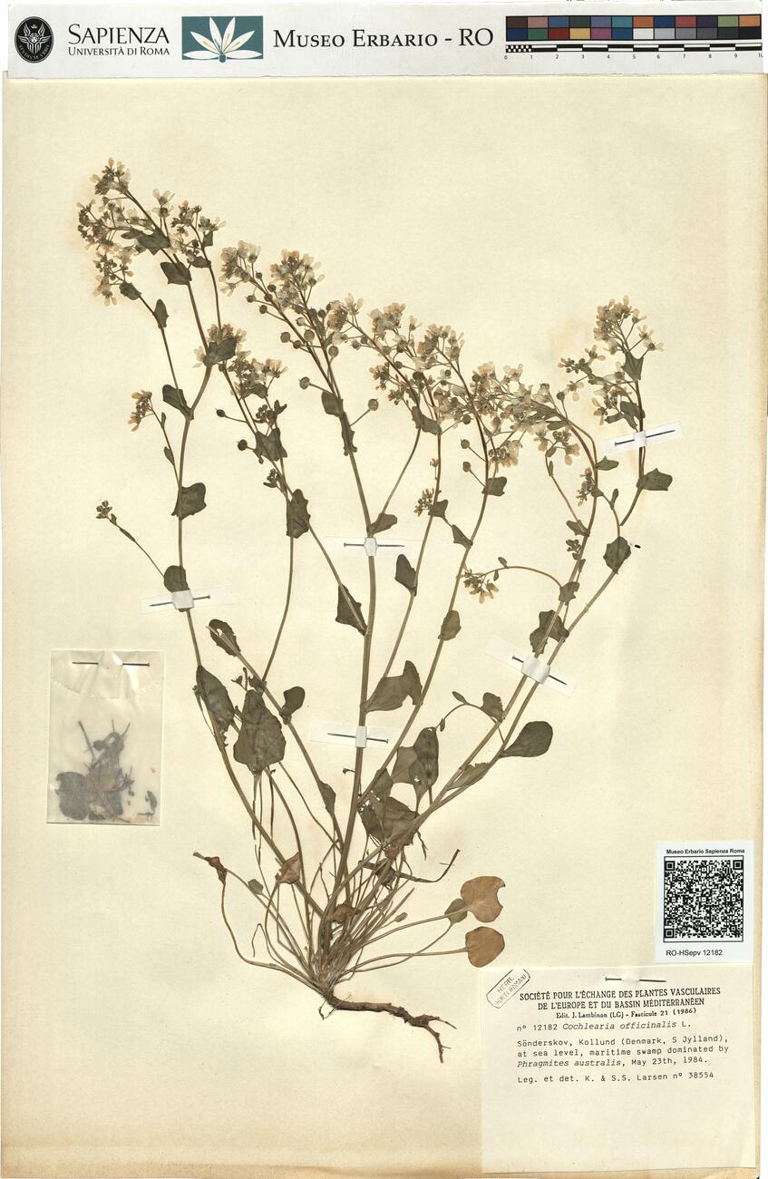 Cochlearia officinalis L. -  RO-HSepv 12182 photo