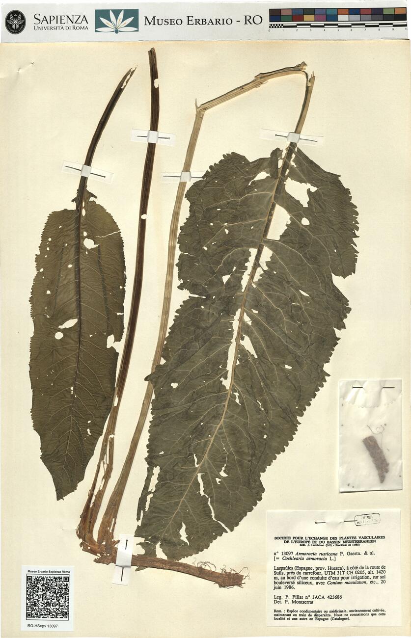 Armoracia rusticana P. Gaertn. & al.  -  RO-HSepv 13097 photo