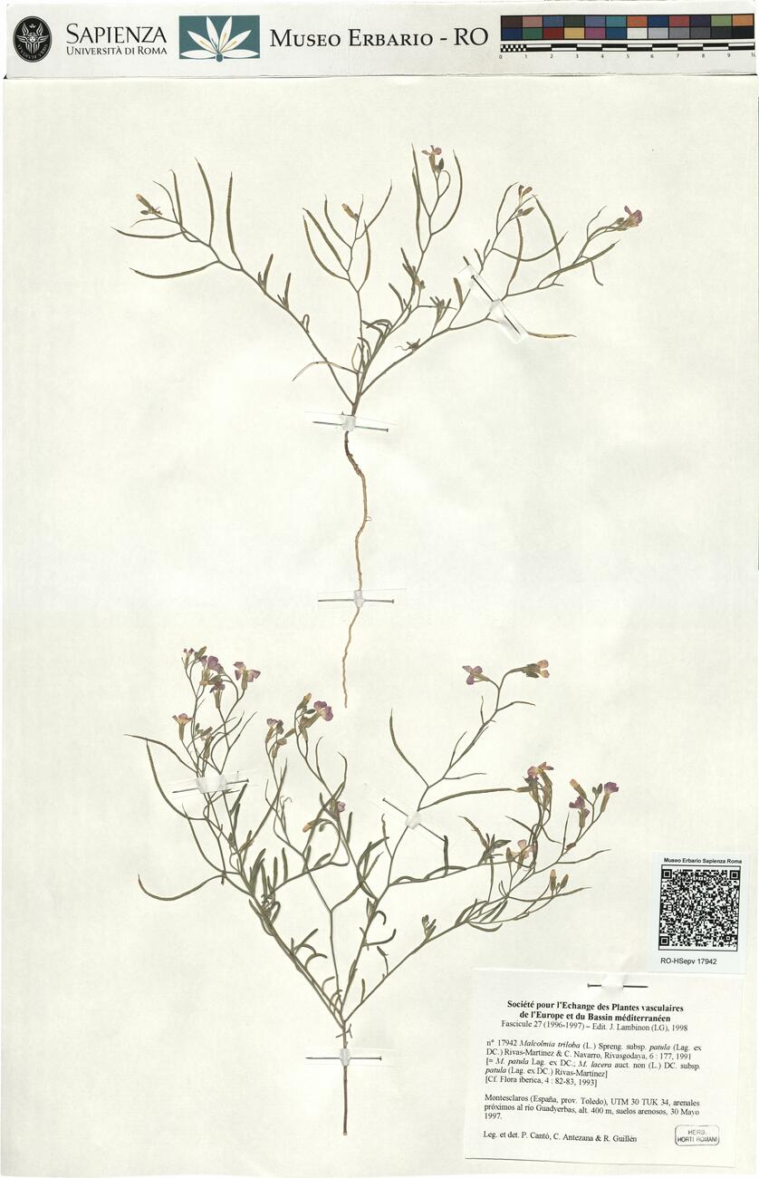 Malcomia triloba (L.) Spreng. subsp. patula (Lag. ex DC:) Rivas-Martinez & C. Navarro  -  RO-HSepv 17942 photo