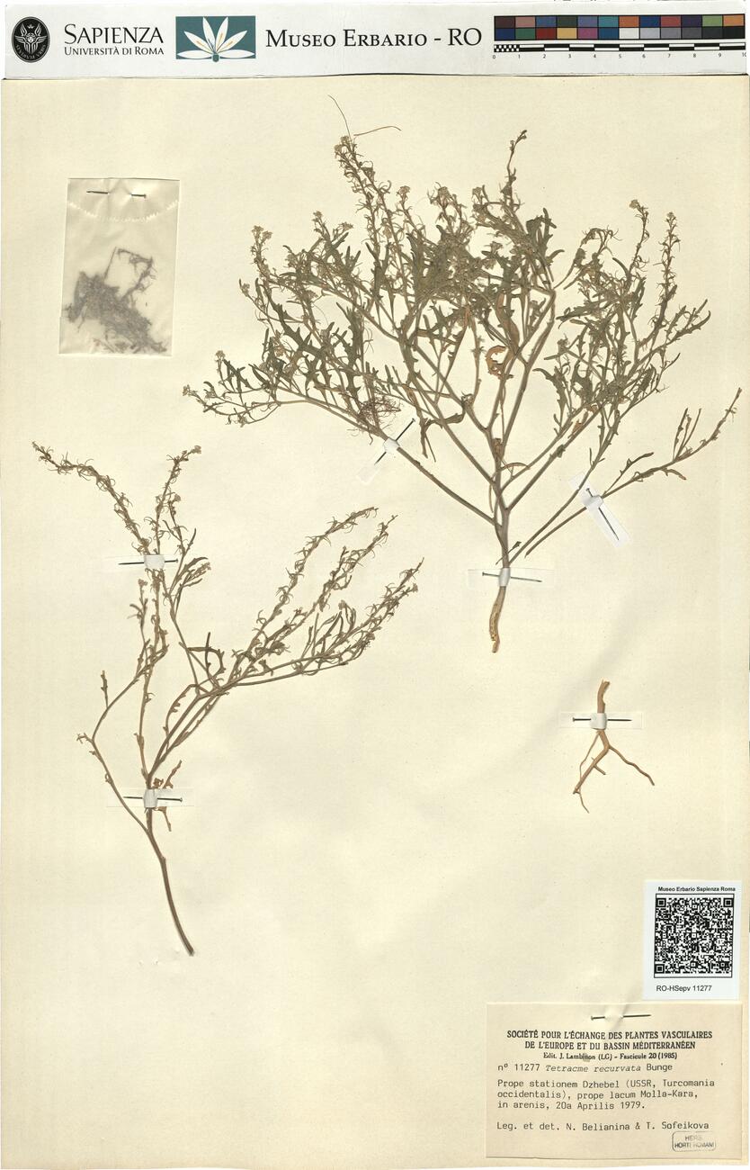 Tetracme recurvata Bunge -  RO-HSepv 11277 photo