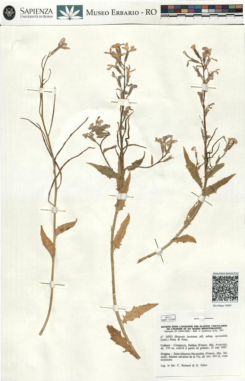 Hesperis laciniata All. subsp. spectabilis (Jord.) Rouy & Fouc. -  RO-HSepv 16953 photo