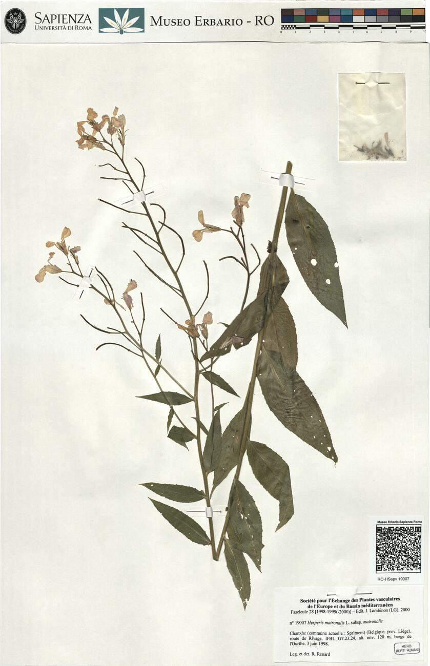 Hesperis matronalis L. subsp. matronalis -  RO-HSepv 19007 photo