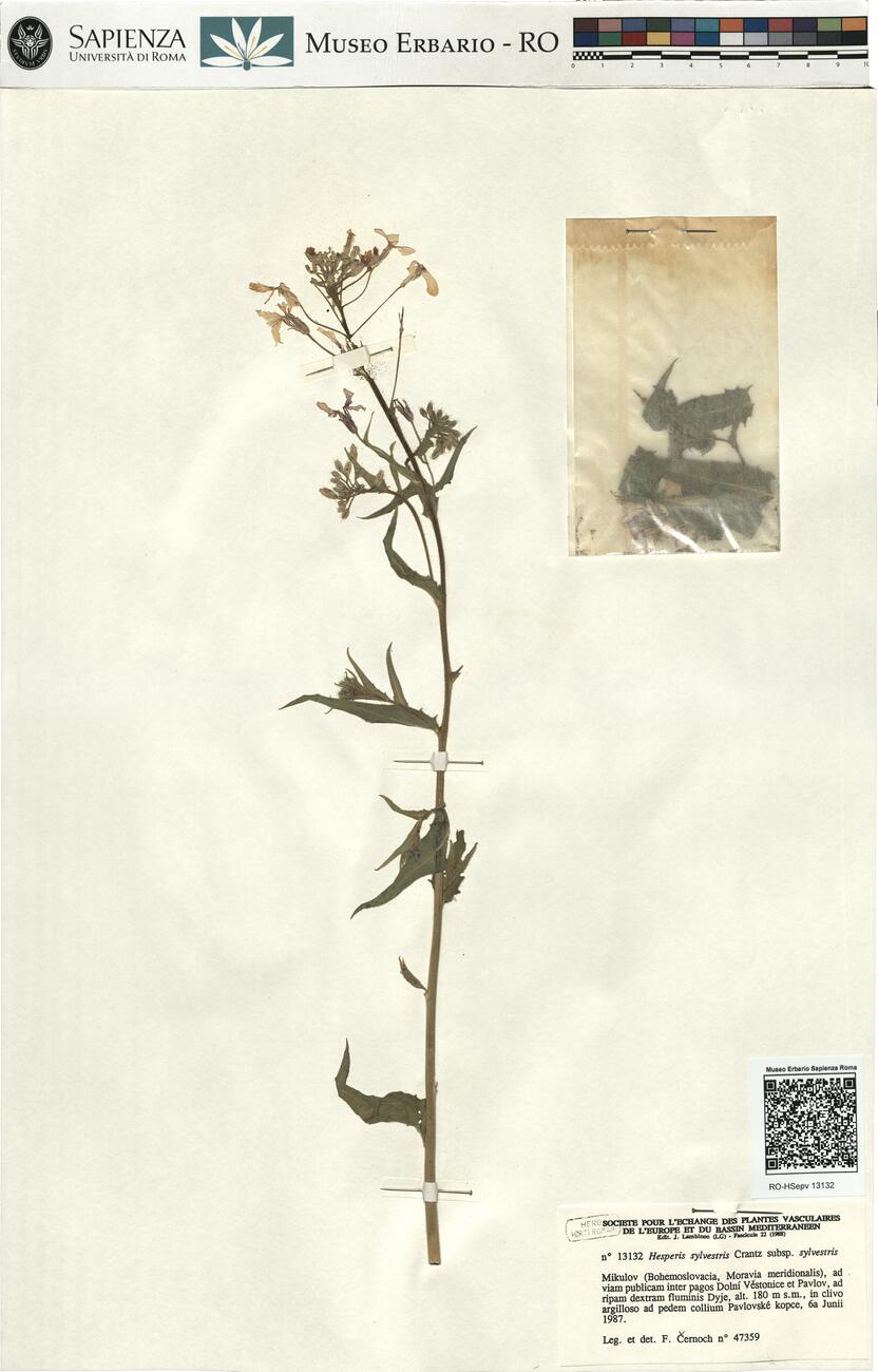 Hesperis sylvestris Crantz subsp. sylvestris -  RO-HSepv 13132 photo
