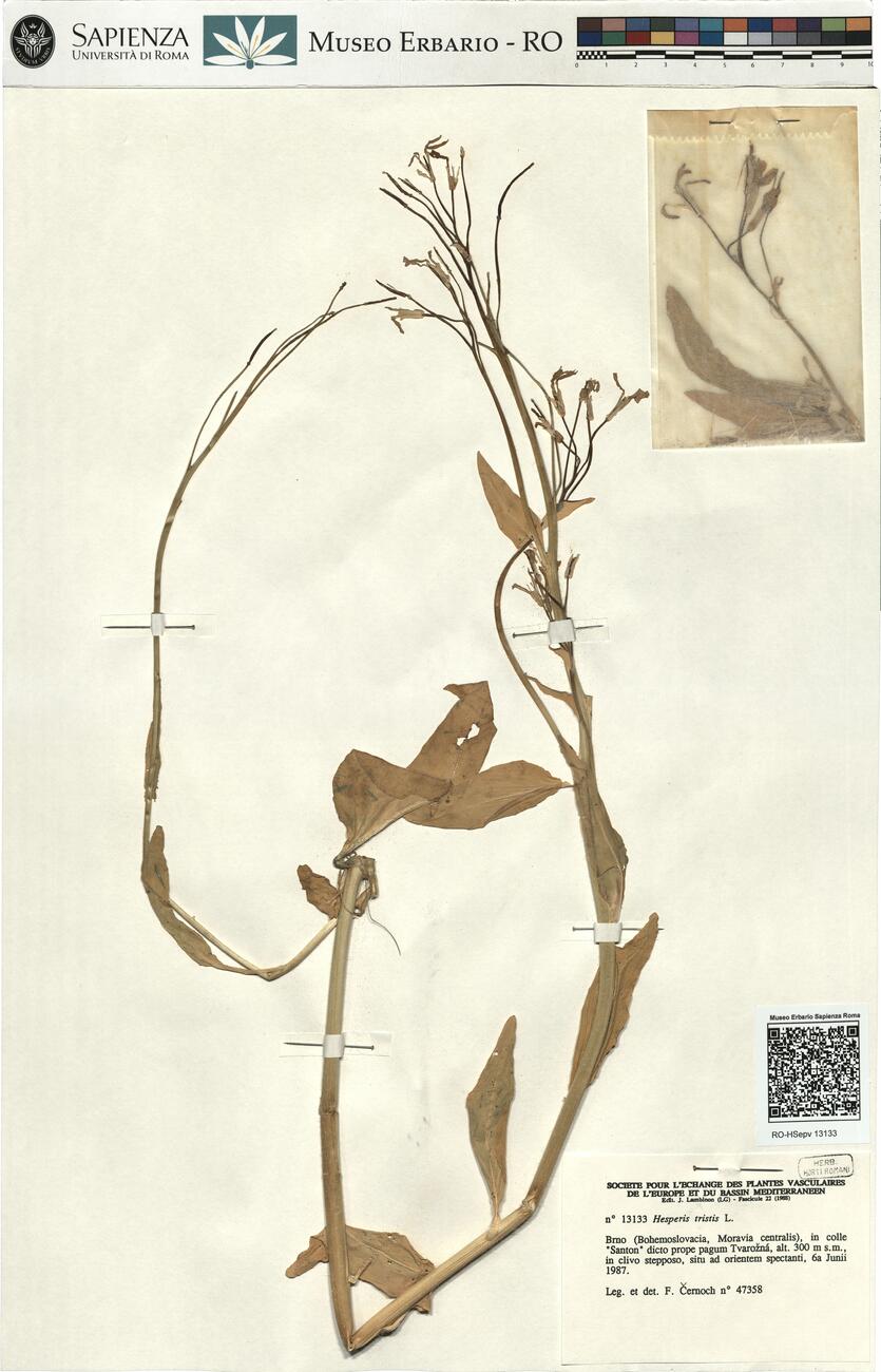 Hesperis tristis L. -  RO-HSepv 13133 photo