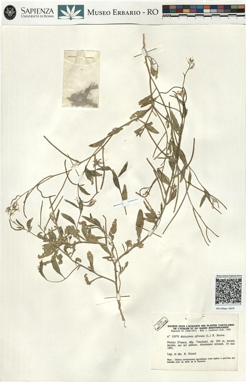 Malcolmia africana (L.) R. Brown -  RO-HSepv 15079 photo