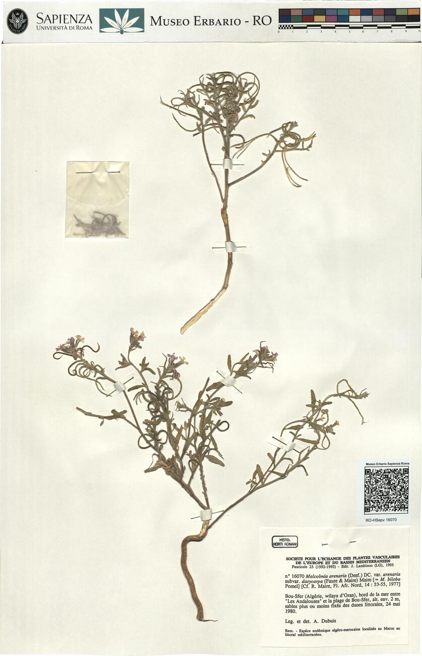 Malcolmia arenaria (Desf.) DC. var. arenaria subvar. dasycarpa (Faure & Maire) Maire -  RO-HSepv 16070 photo