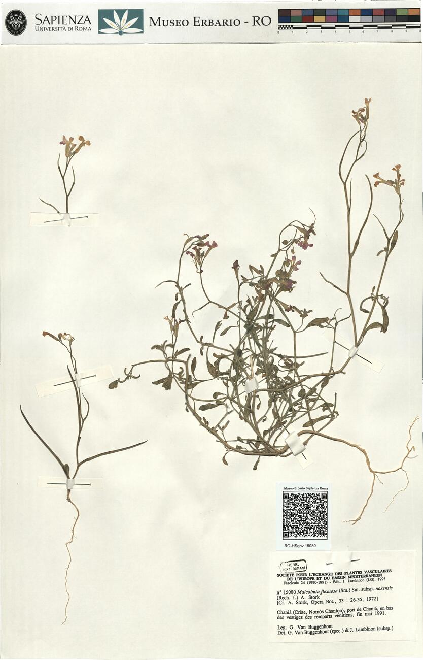 Malcolmia flexuosa (Sm.) Sm. subsp. naxensis (Rech. f.) A. Stork  -  RO-HSepv 15080 photo