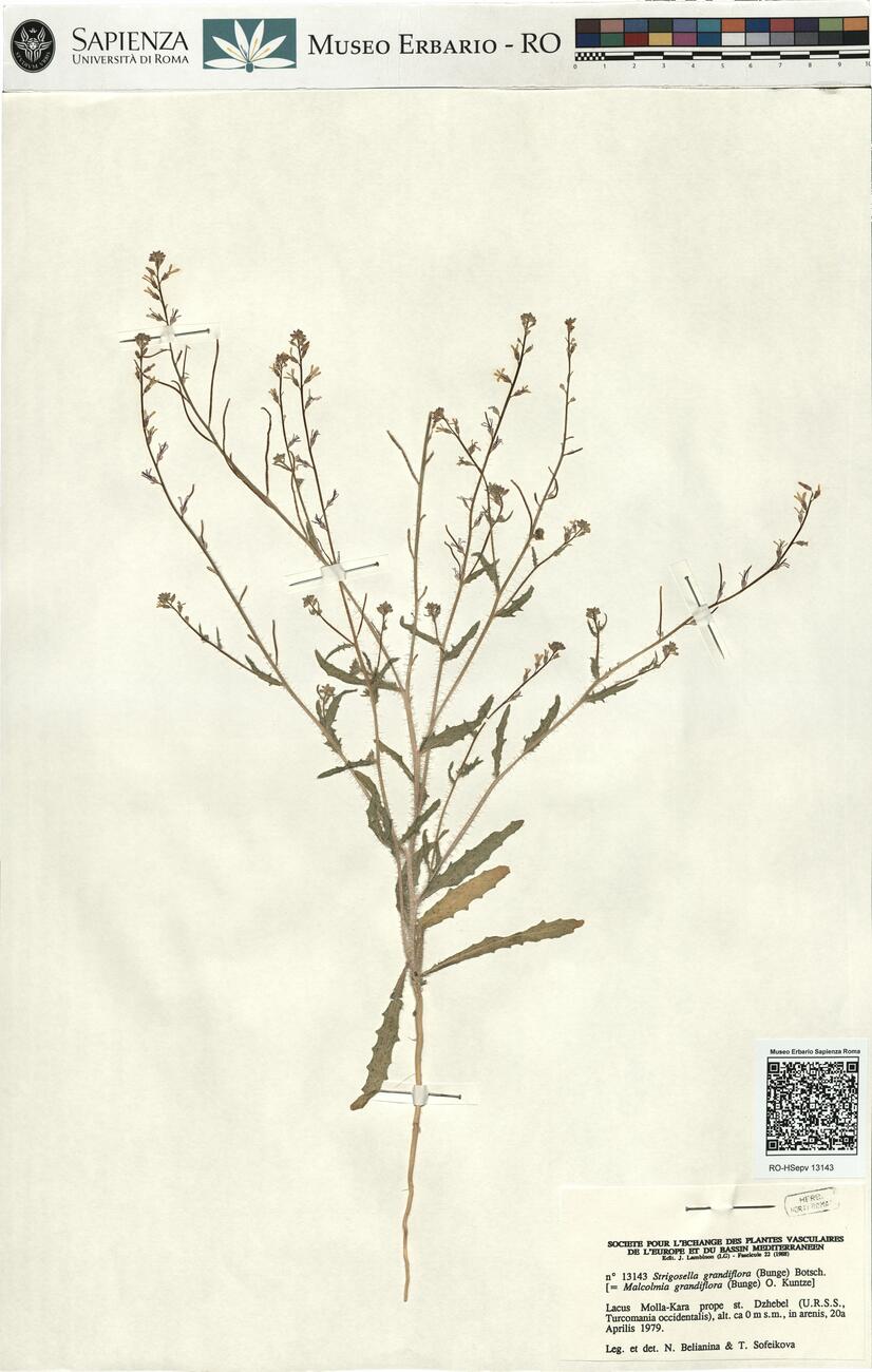 Strigosella grandiflora (Bunge) Botsch. -  RO-HSepv 13143 photo