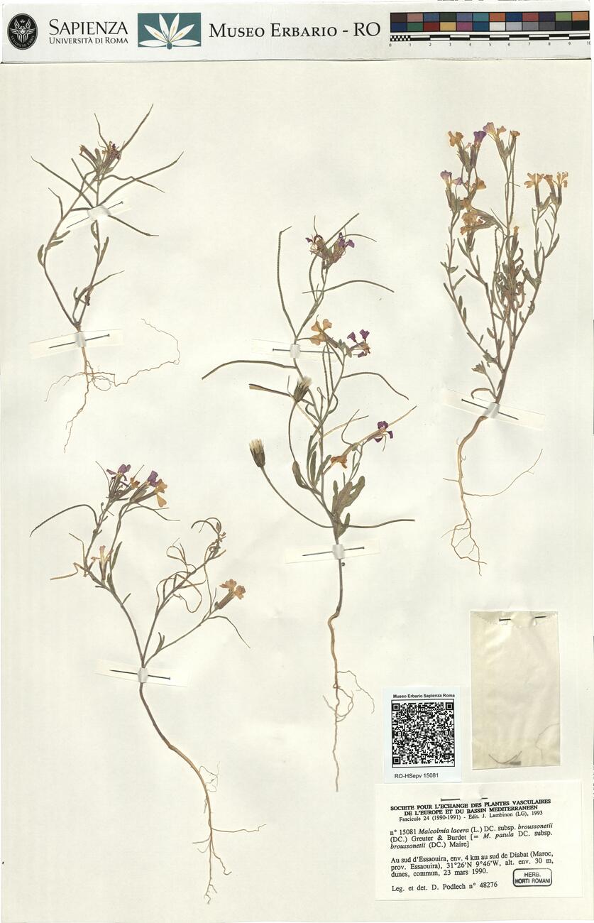 Malcolmia lacera (L.) DC. subsp. broussonetii (DC.) Greuter & Burdet -  RO-HSepv 15081 photo