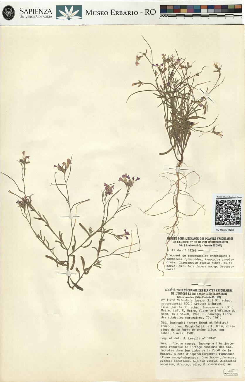 Malcolmia lacera (L.) DC. subsp. broussonetii (DC.) Greuter & Burdet  -  RO-HSepv 11268 photo