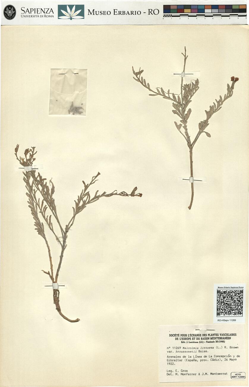 Malcolmia littorea (L.) R. Brown var. broussonetii Boiss. -  RO-HSepv 11269 photo