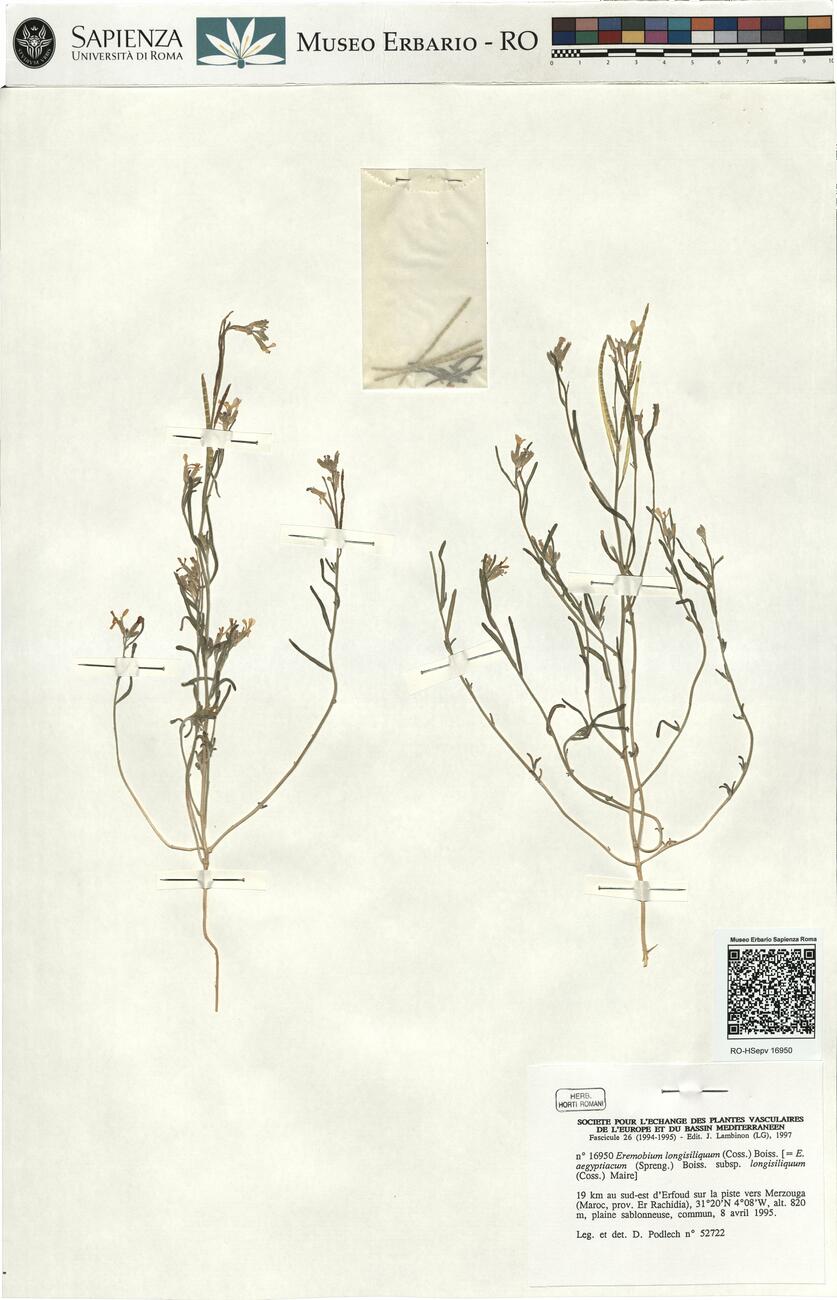 Eremobium longisiliquum (Coss.) Boiss. -  RO-HSepv 16950 photo
