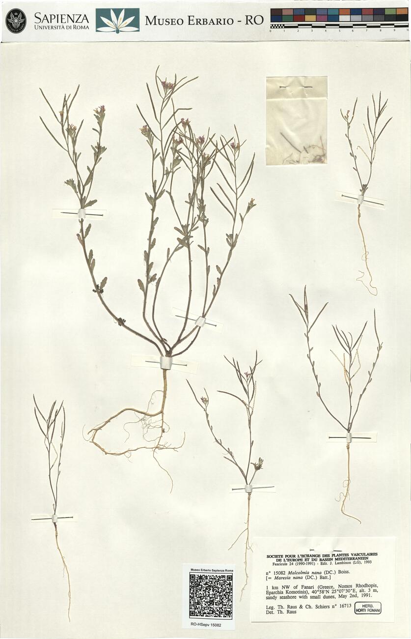 Malcolmia nana (DC.) Boiss.  -  RO-HSepv 15082 photo