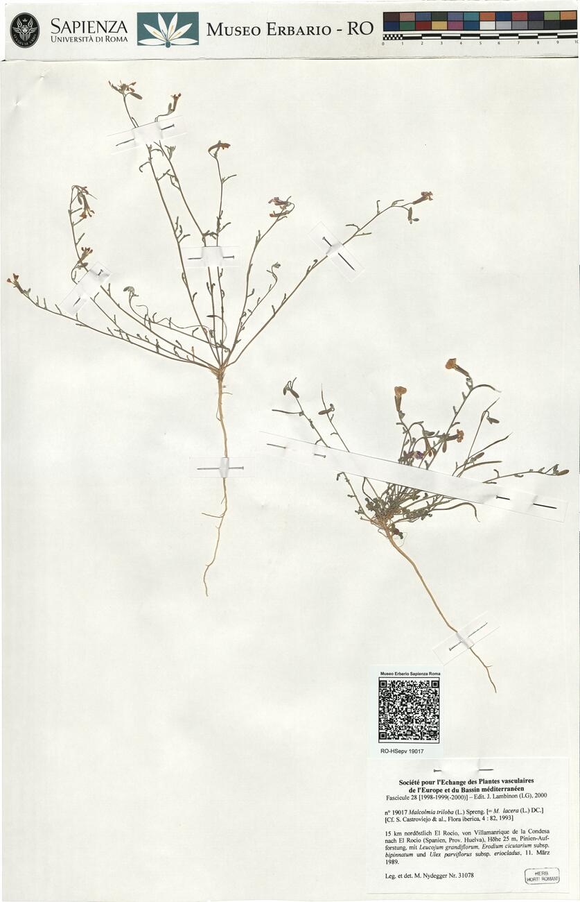 Malcolmia triloba (L.) Spreng. -  RO-HSepv 19017 photo