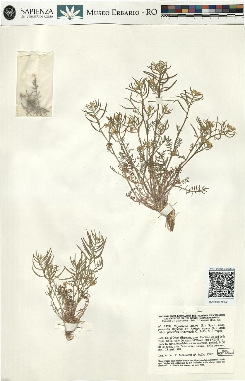 Sisymbrella aspera (L.) Spach subsp. praeterita Heywood  -  RO-HSepv 15092 photo