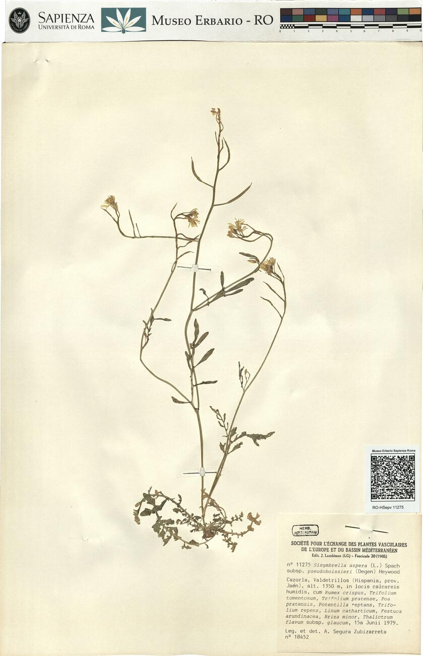 Sisymbrella aspera (L.) Spach subsp. pseudoboissieri (Degen) Heywood -  RO-HSepv 11275 photo