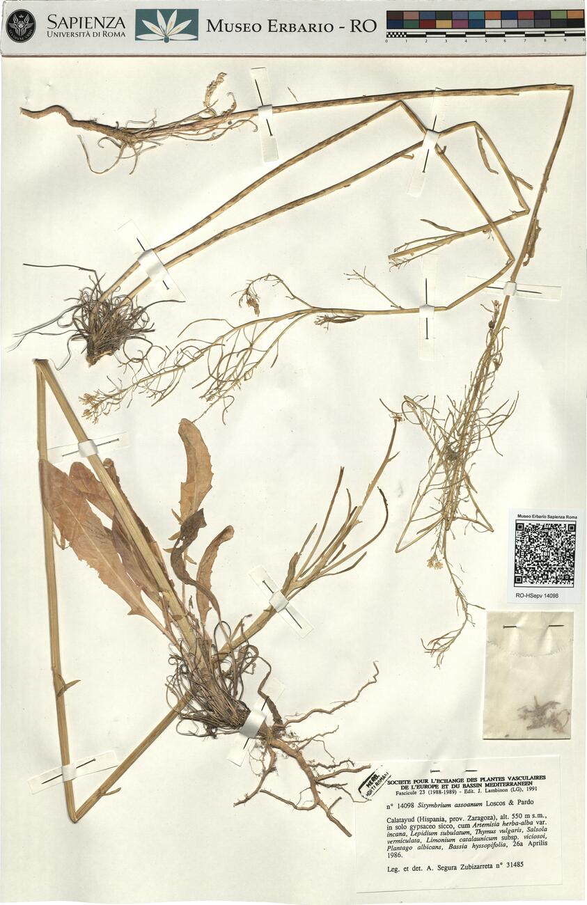 Sisymbrium assoanum Loscos & Pardo -  RO-HSepv 14098 photo