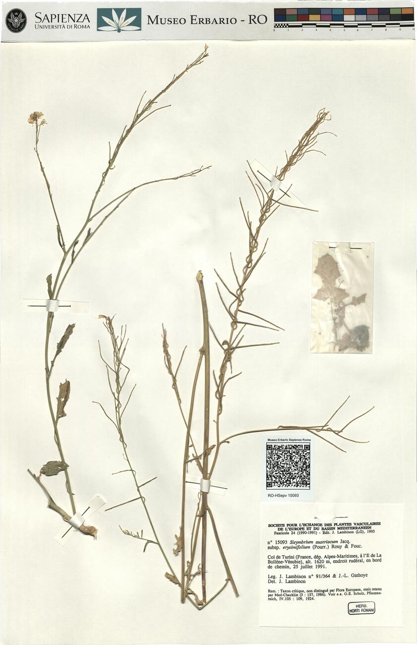 Sisymbrium austriacum Jacq. subsp. erysimifolium (Pourr.) Rouy & Fouc. -  RO-HSepv 15093 photo