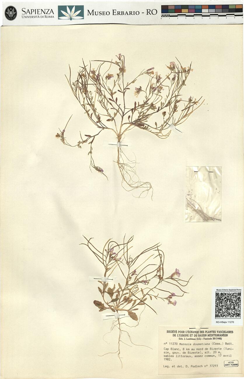 Maresia doumetiana (Coss.) Batt.  -  RO-HSepv 11270 photo