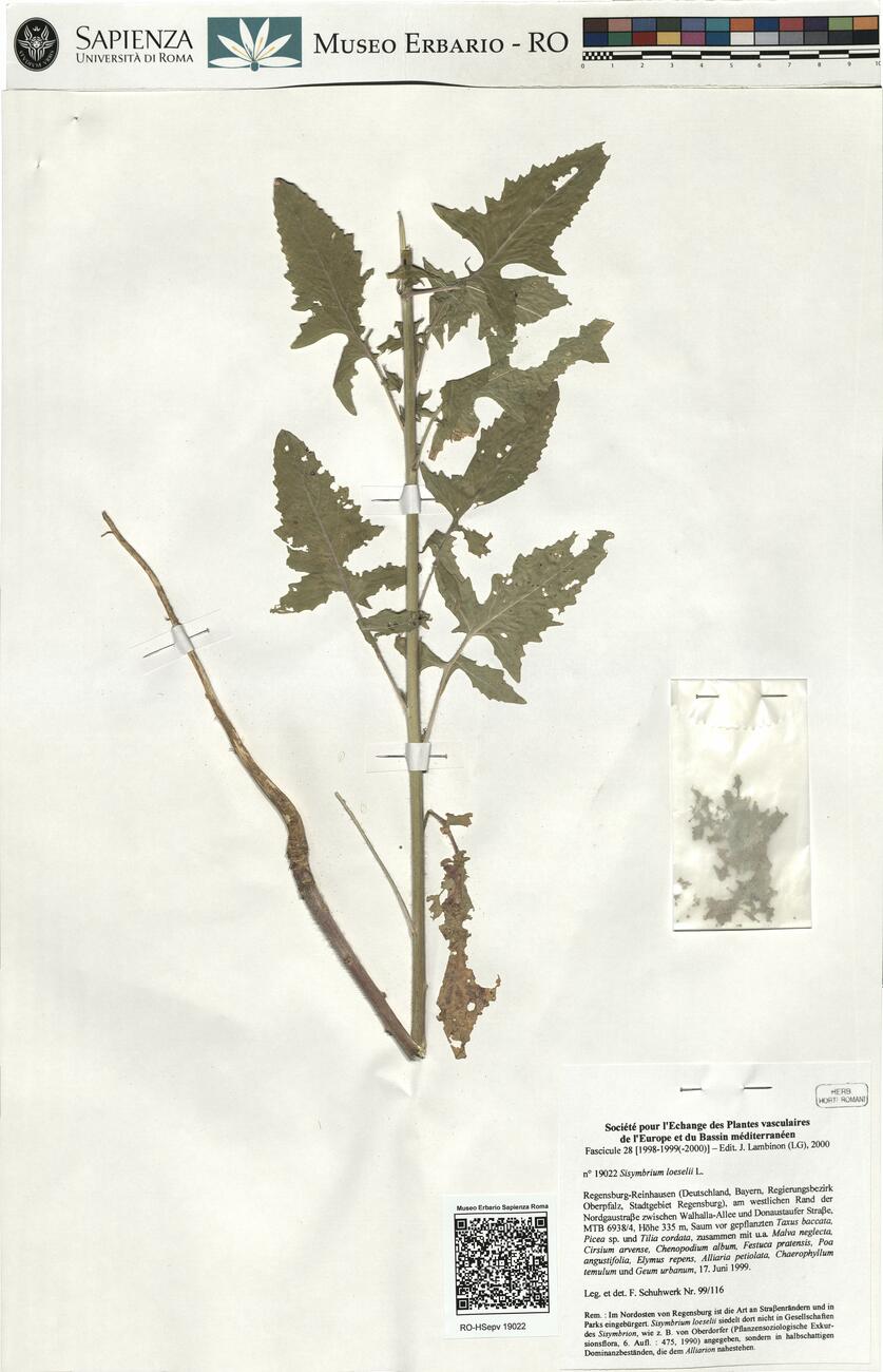 Sisymbrium loeselii L. -  RO-HSepv 19022 photo
