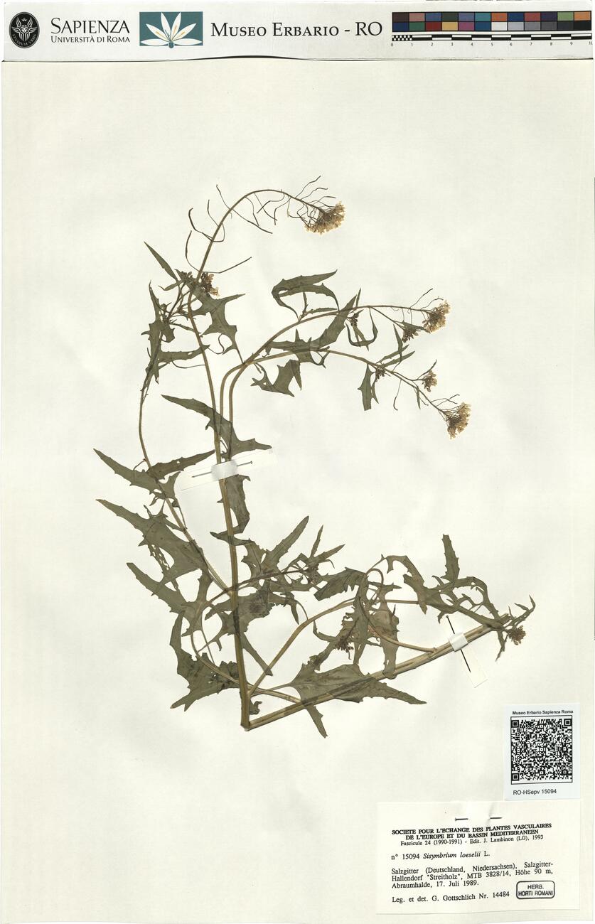 Sisymbrium loeselii L. -  RO-HSepv 15094 photo