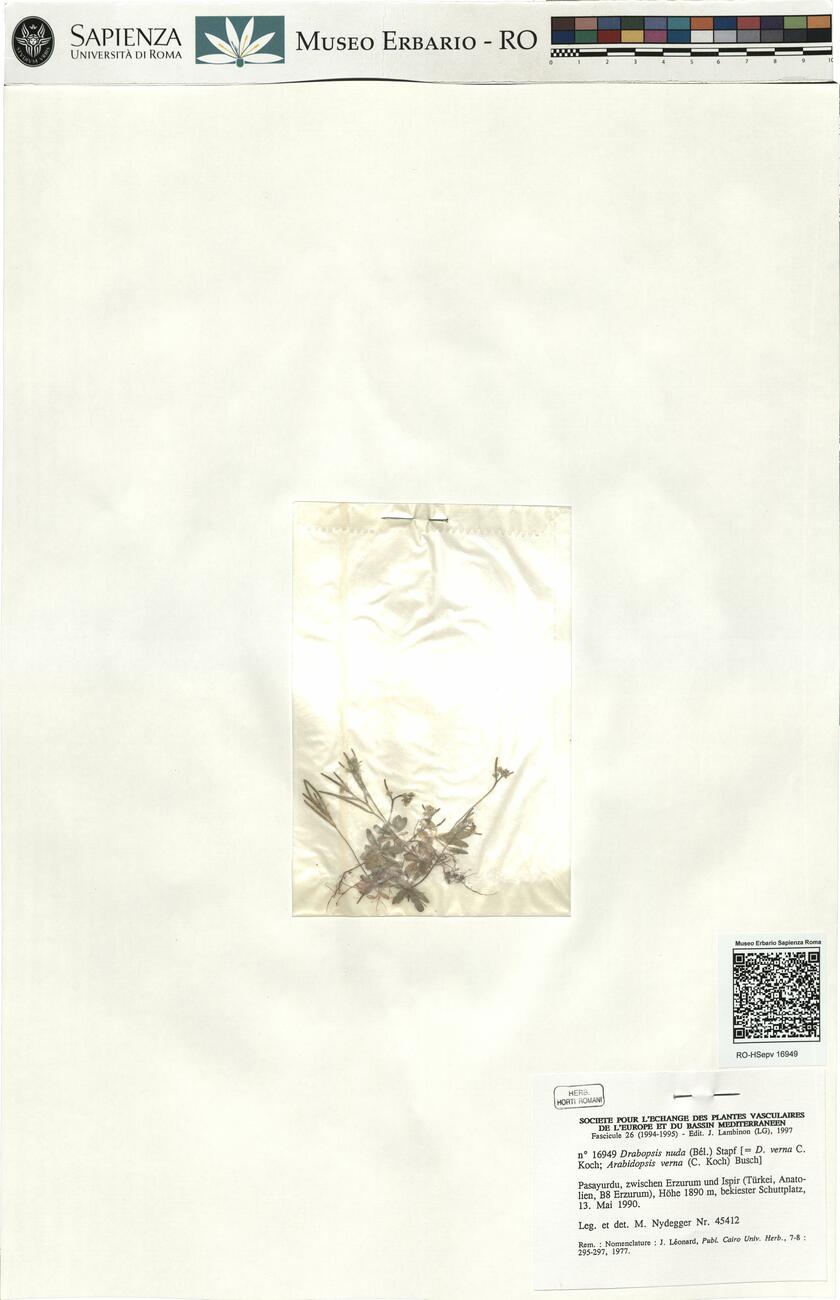 Drabopsis nuda (Bél.) Stapf -  RO-HSepv 16949 photo