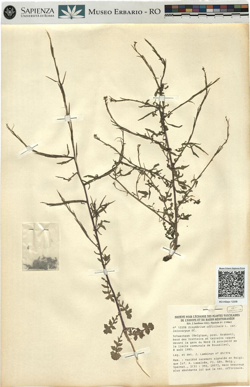 Sisymbrium officinale L. var. leiocarpum DC. -  RO-HSepv 12208 photo
