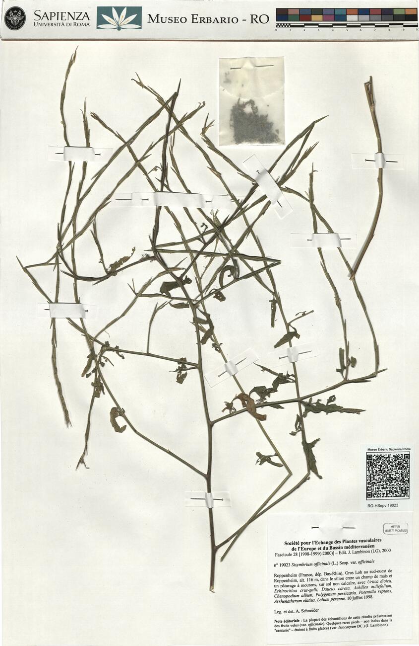 Sisymbrium officinale (L.) Scop. var. officinale -  RO-HSepv 19023 photo