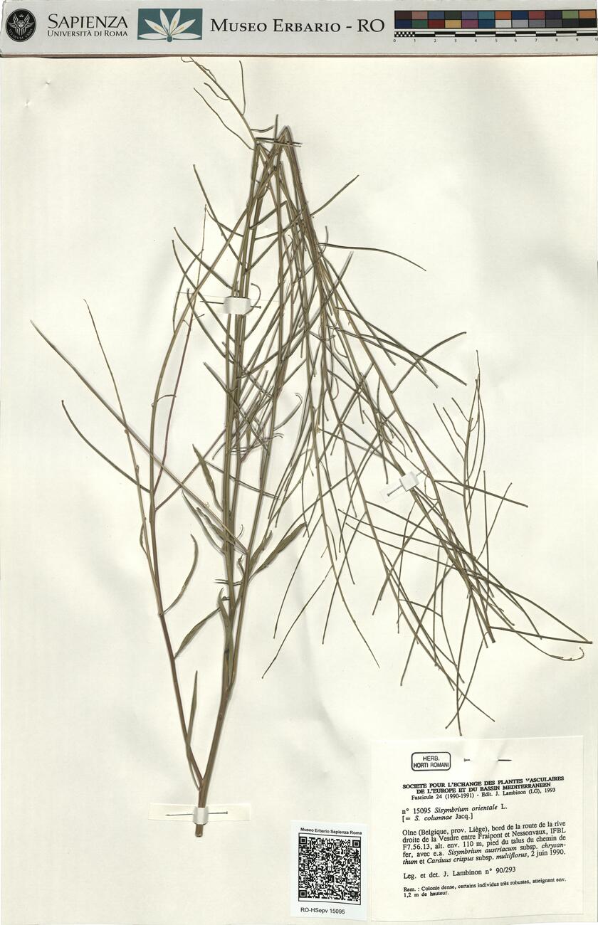 Sisymbrium orientale L.  -  RO-HSepv 15095 photo
