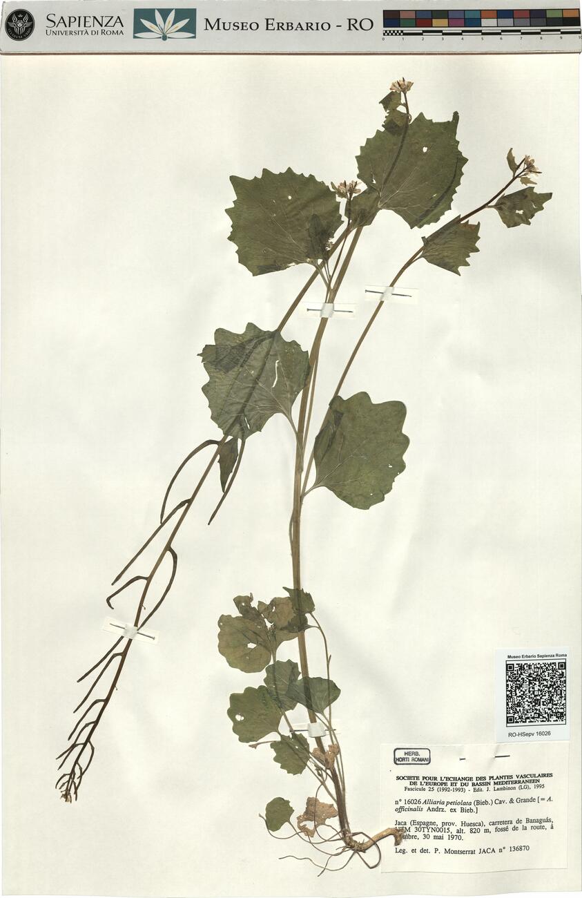 Alliaria petiolata (Bieb.) Cav. & Grande -  RO-HSepv 16026 photo