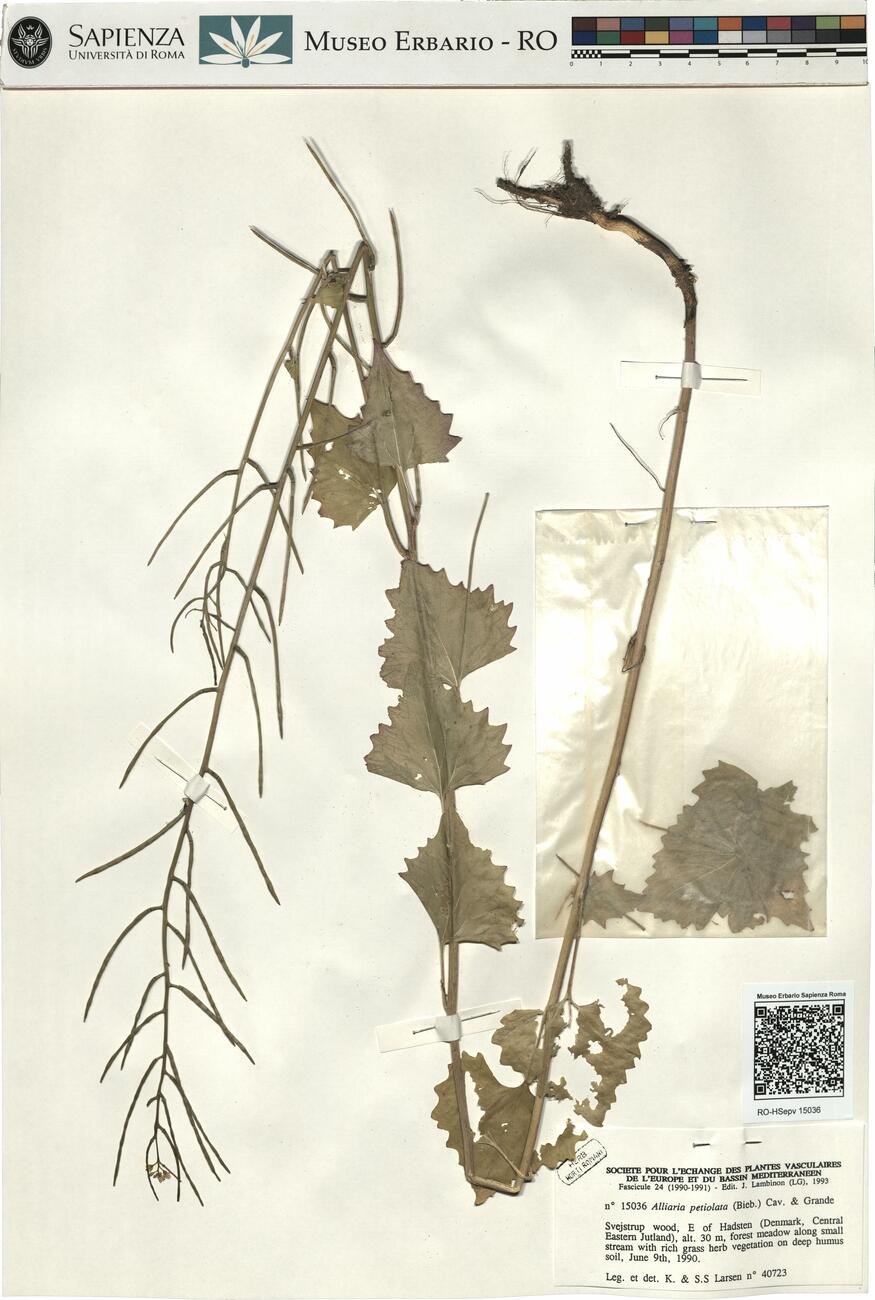Alliaria petiolata (Bieb.) Cav. & Grande -  RO-HSepv 15036 photo