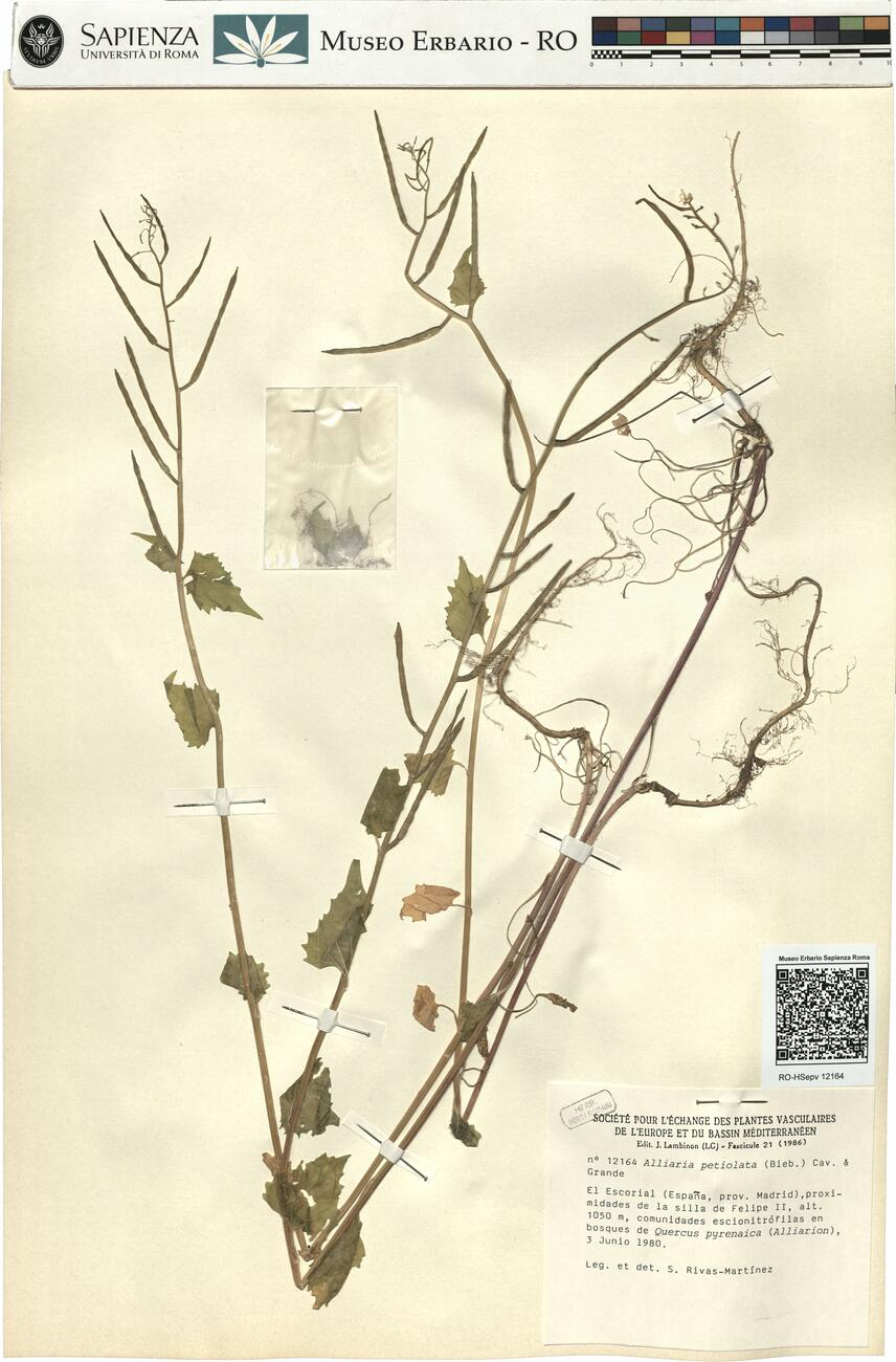 Alliaria petiolata (Bieb.) Cav. & Grande -  RO-HSepv 12164 photo