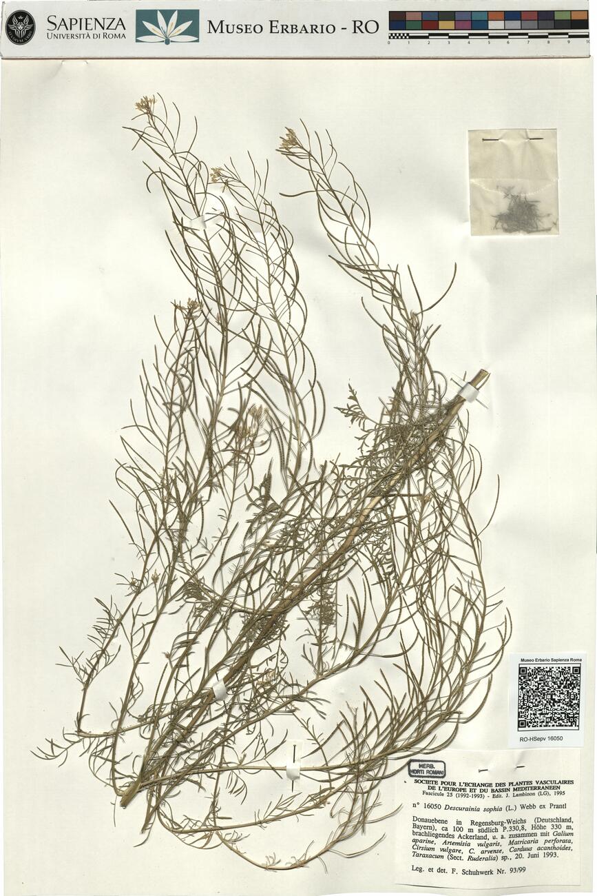Descurainia sophia (L.) Webb ex Prantl -  RO-HSepv 16050 photo