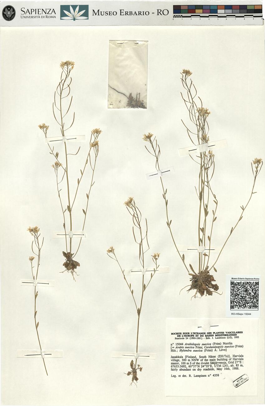 Arabidopsis suecica (Fries) Norrlin -  RO-HSepv 15044 photo