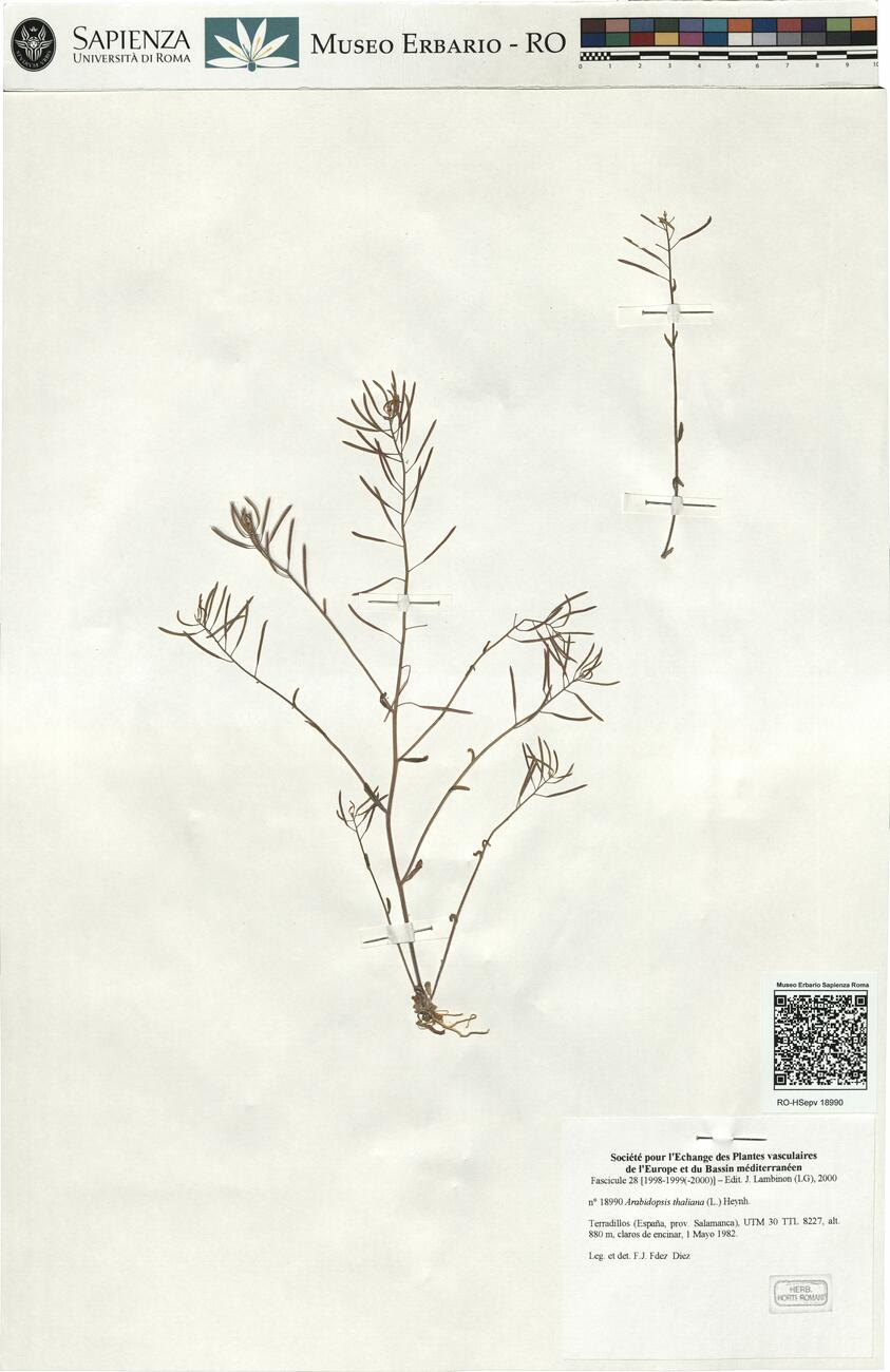 Arabidopsis thaliana (L.) Heynh. -  RO-HSepv 18990 photo
