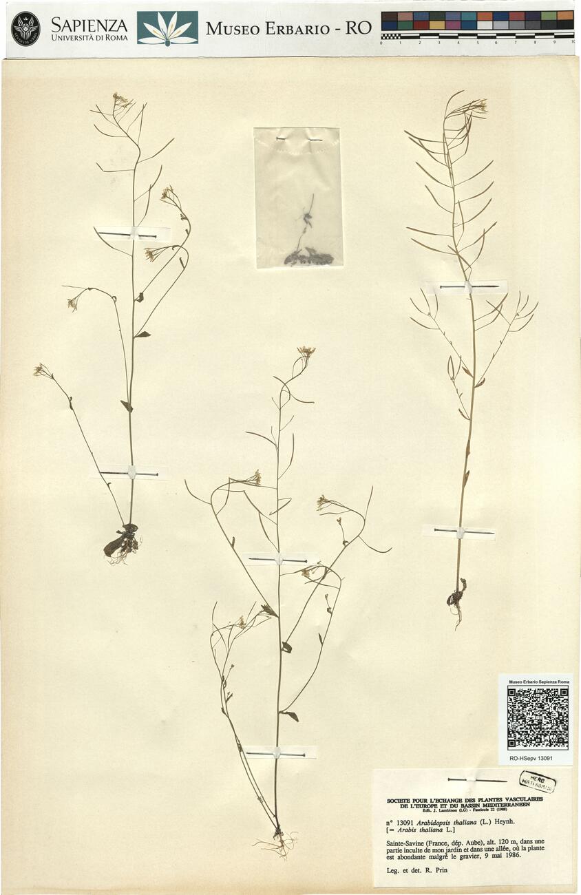 Arabidopsis thaliana (L.) Heynh. -  RO-HSepv 13091 photo