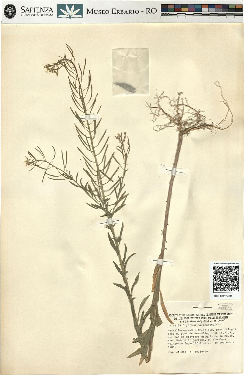 Erysimum cheiranthoides L.  -  RO-HSepv 12188 photo