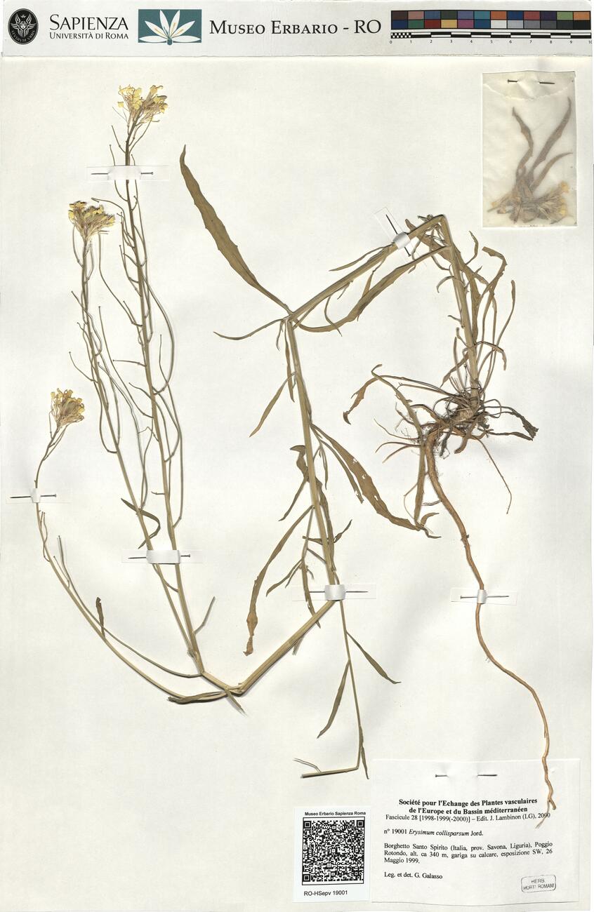 Erysimum collisparsum Jord. -  RO-HSepv 19001 photo