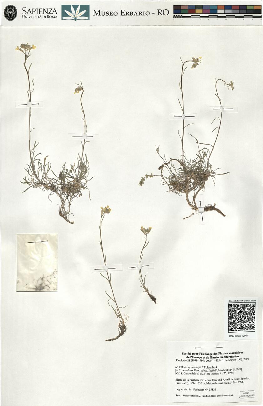 Erysimum fitzii Polatschek -  RO-HSepv 19004 photo