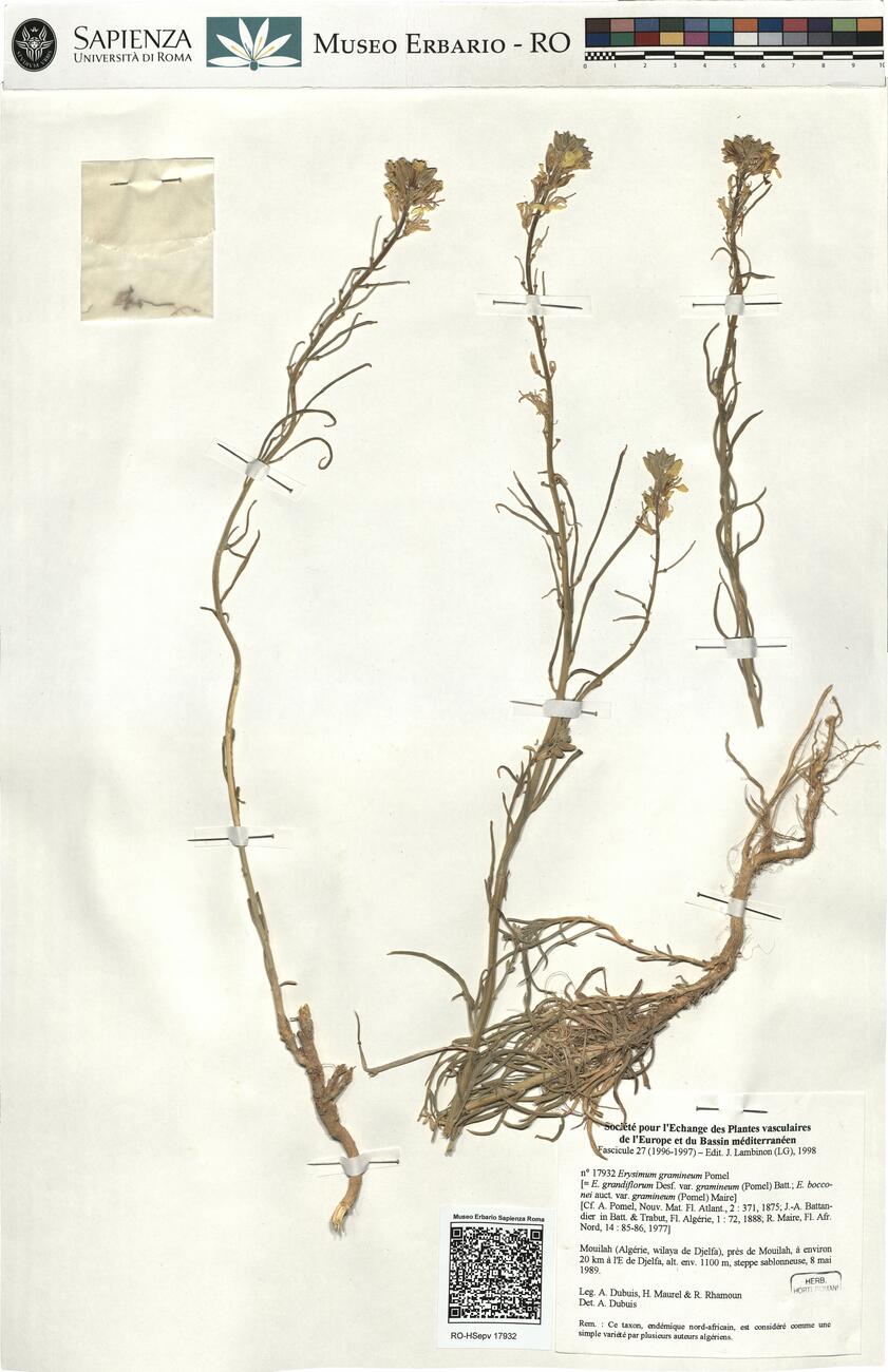 Erysimum gramineum Pomel  -  RO-HSepv 17932 photo