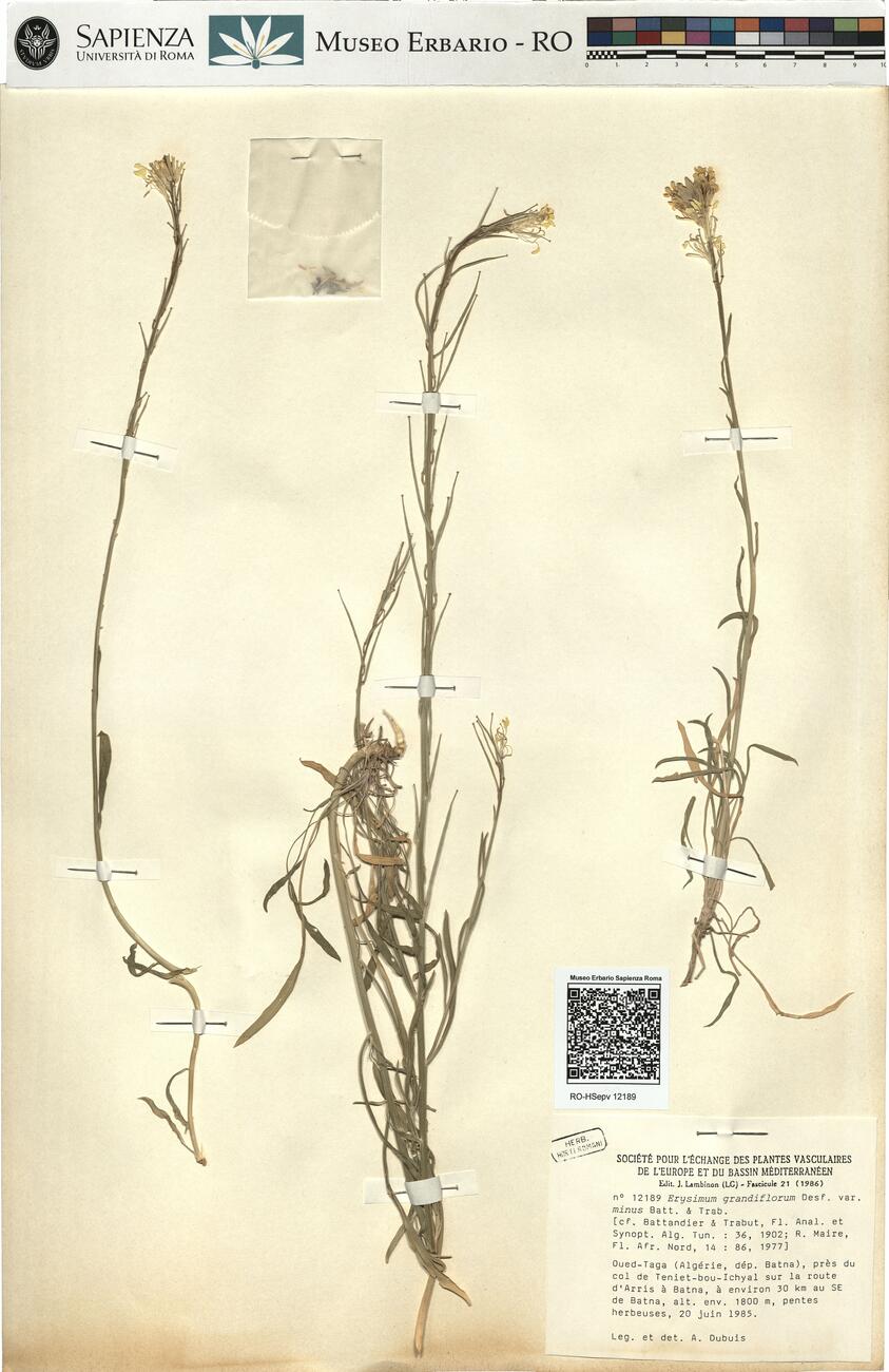 Erysimum grandiflorum Desf. var. minus Batt. & Trab. -  RO-HSepv 12189 photo