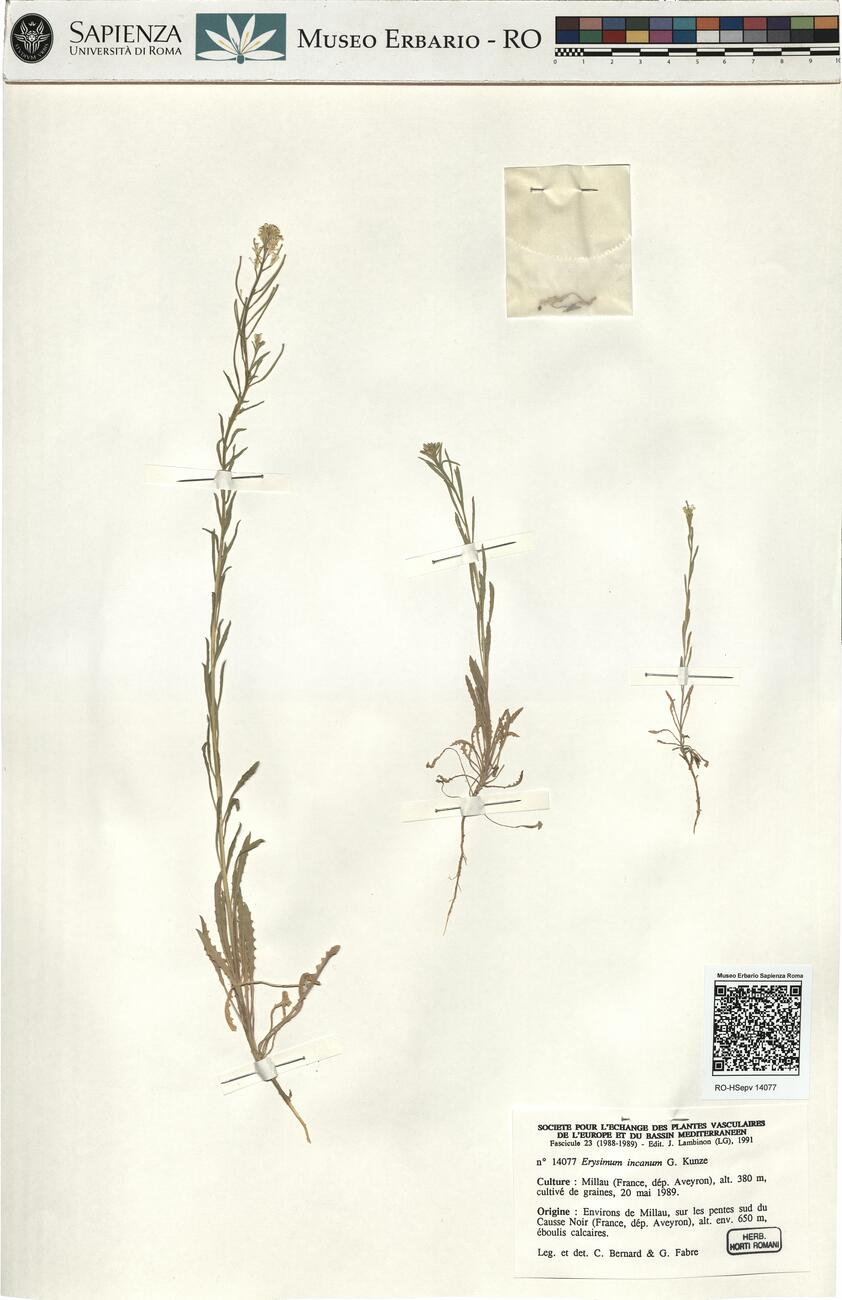 Erysimum incanum G. Kunze -  RO-HSepv 14077 photo