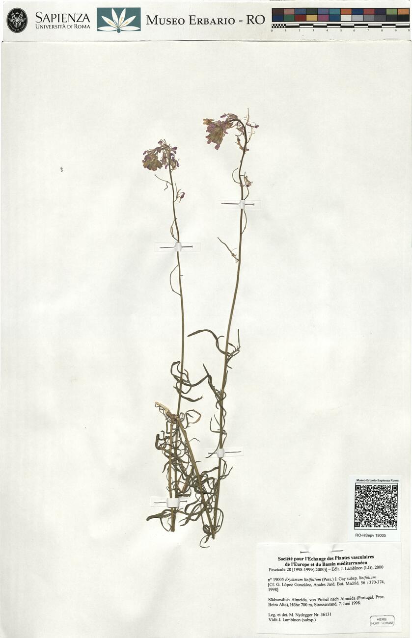 Erysimum linifolium (Pers.) J. Gay subsp. linifolium -  RO-HSepv 19005 photo