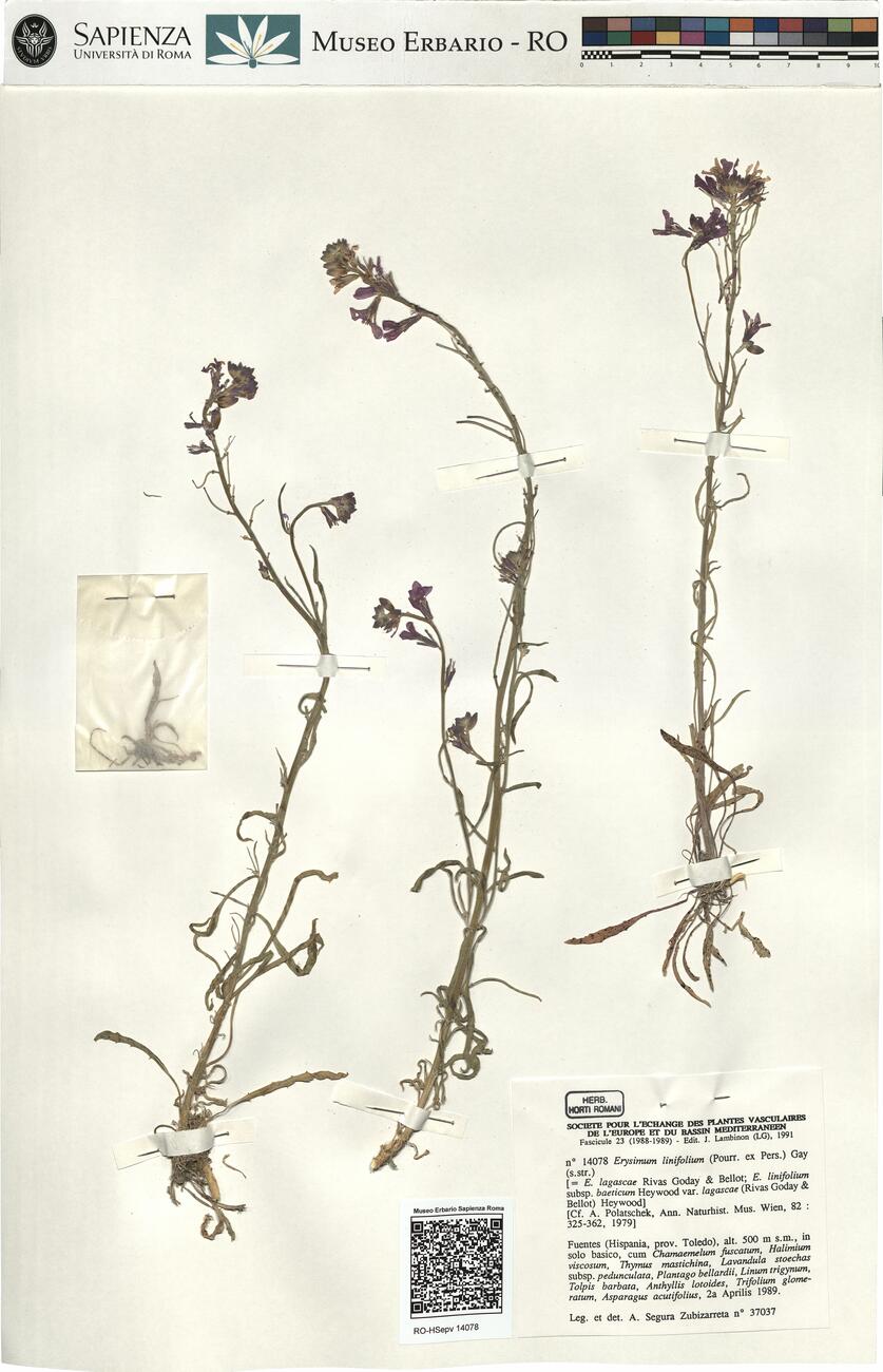 Erysimum linifolium (Pourr. ex Pers.) Gay (s.str.) -  RO-HSepv 14078 photo