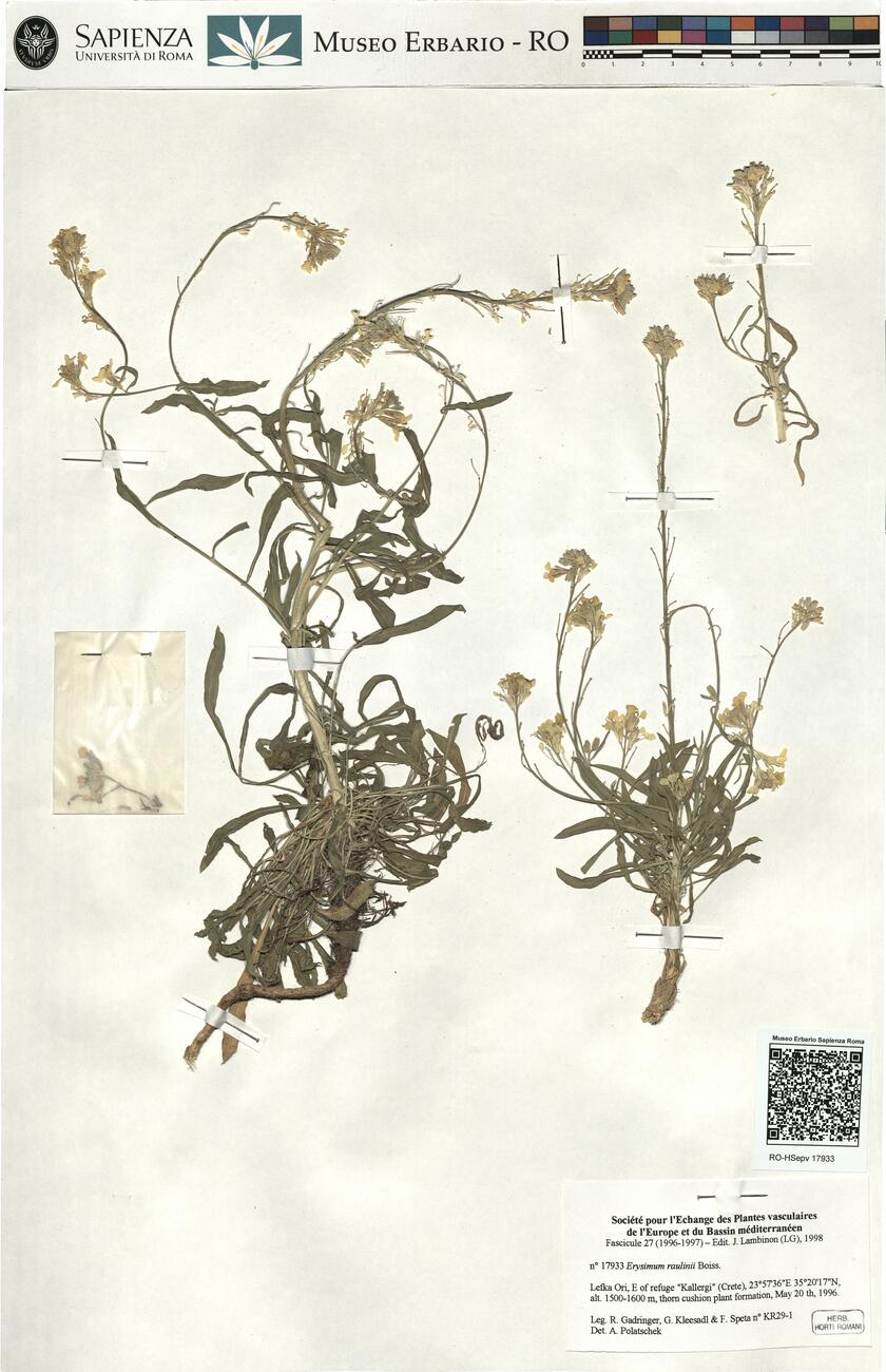Erysimum raulinii Boiss. -  RO-HSepv 17933 photo