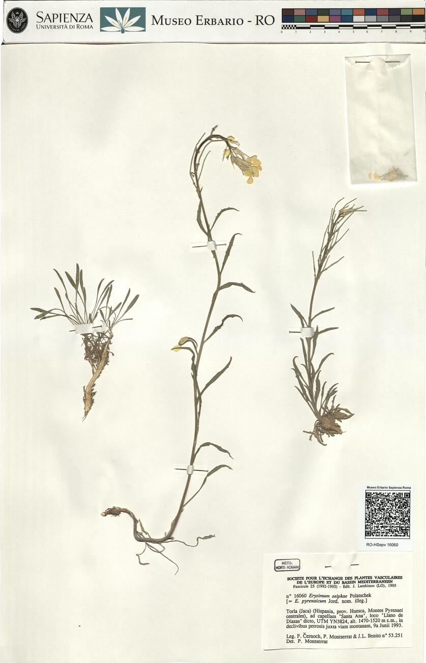 Erysimum seipkae Polatschek -  RO-HSepv 16060 photo